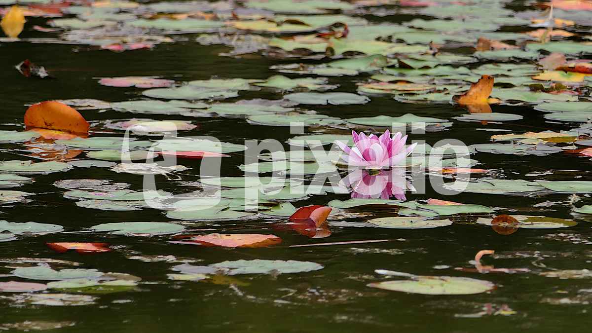 Teich Farben
