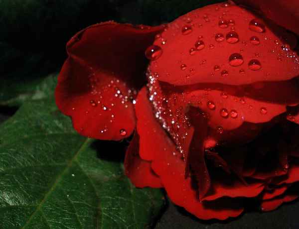 red wet rose