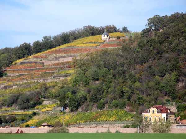 Weinberge an der Elbe in der sächischen Schweiz