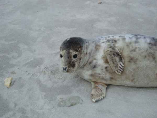 Strandgut