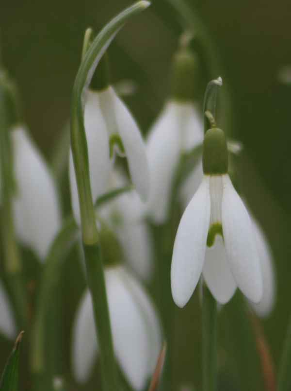 Schneeglöckchen