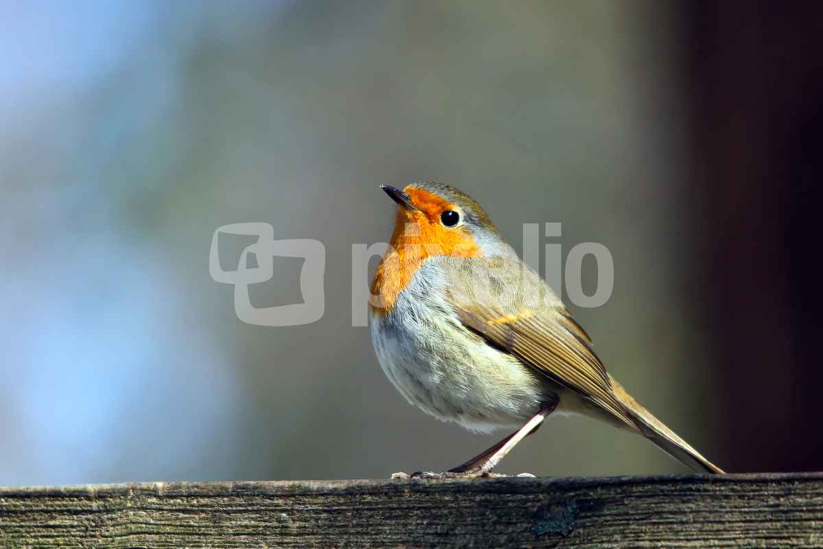 Neugieriges Rotkehlchen