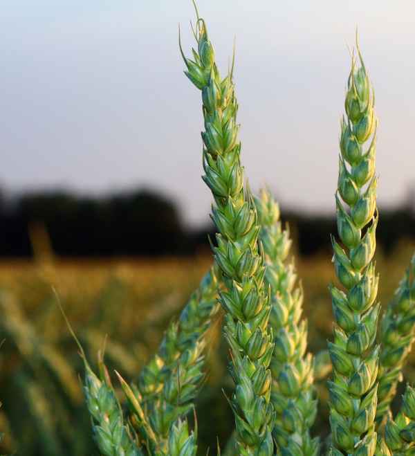Bier oder Brot?