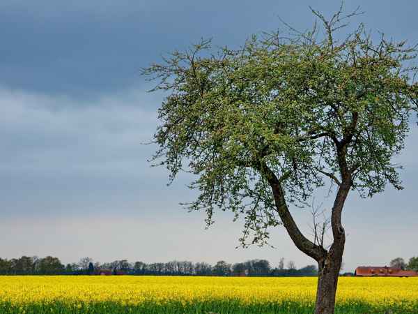 alter apfelbaum am wegesrand