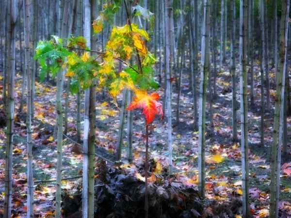 Herbstblatt in Szene gesetzt