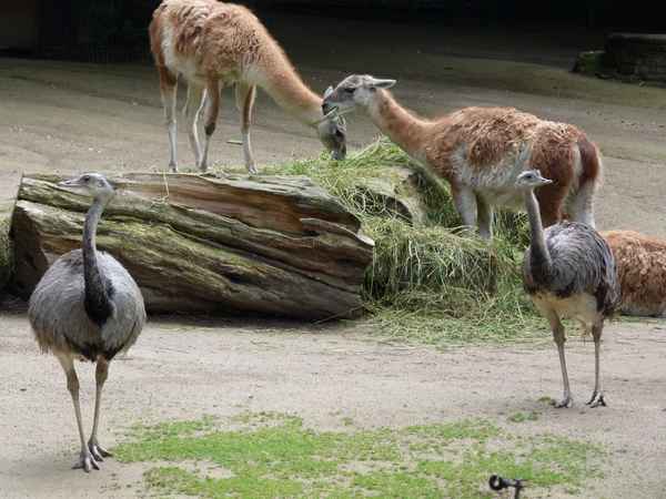 Guanako (Lama)und Nandu