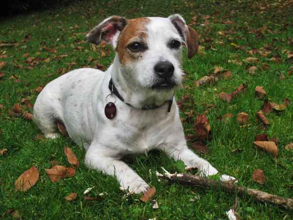 Jack Russel-Mischling Mylo liebt Stöcker