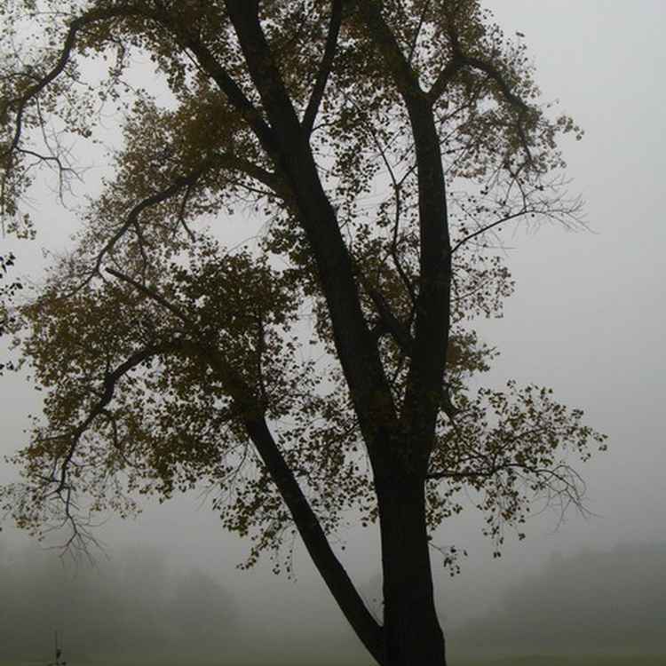 Herbstnebel