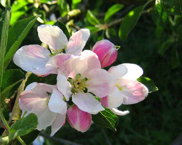 Apfelblüten2