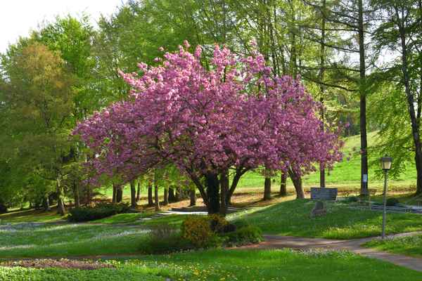 Mandelblüte