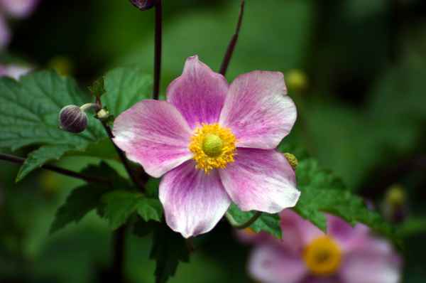 Zarte Blüte