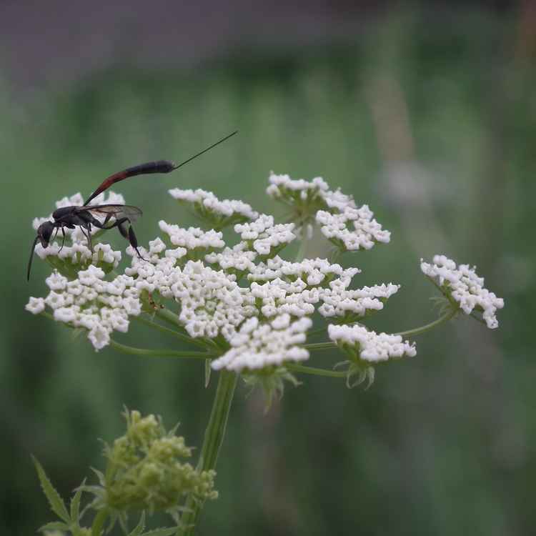 Schlupfwespe auf weißer Blüte