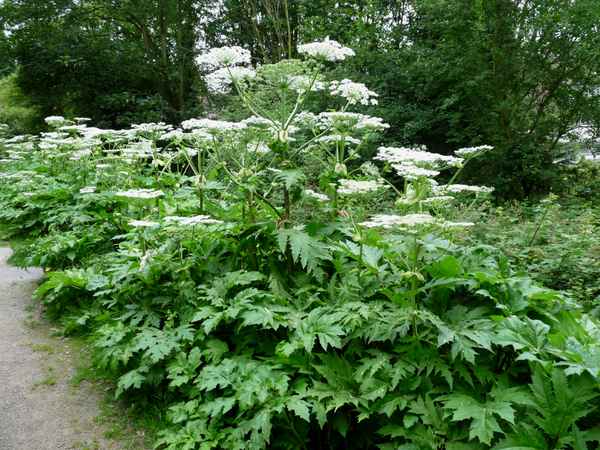 Gefährliche Herkulesstaude 1