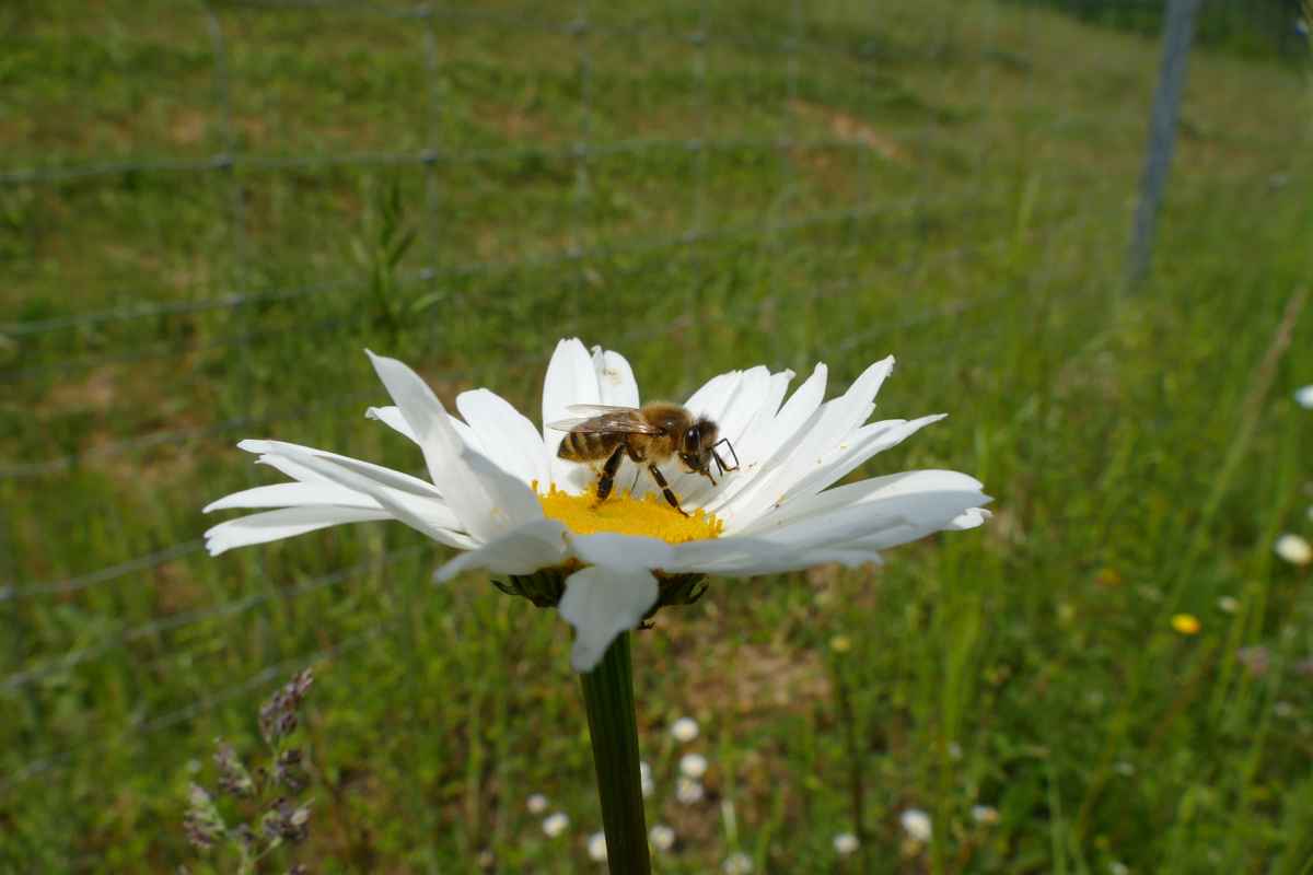 Biene auf Margerite