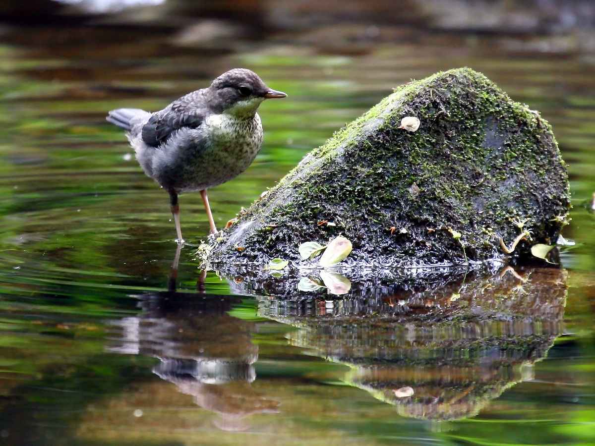 Junge Wasseramsel_5