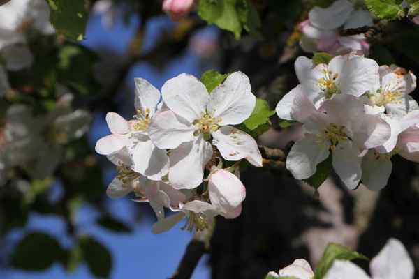 Apfelblüten im Frühling