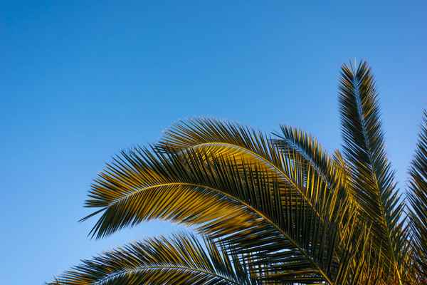 Urlaub am Palmenstrand