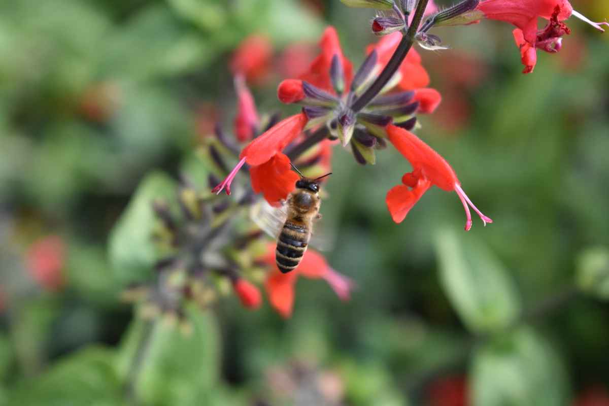 Biene im senkrechten Anflug