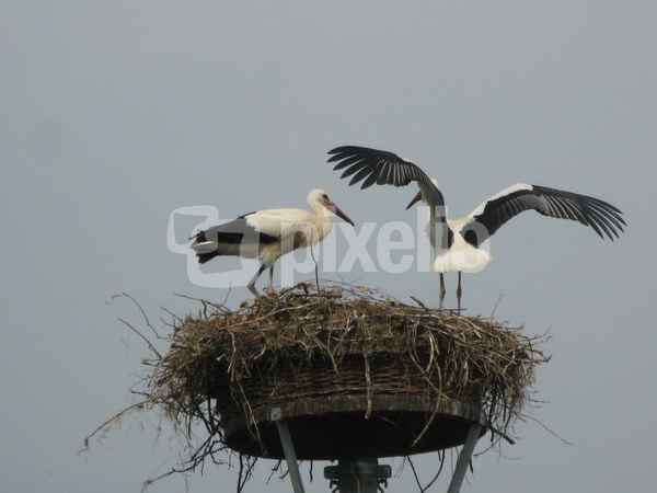 Flugversuch des Jungvogels