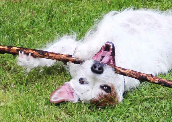 Jack Russel Mischling liebt Stöcke