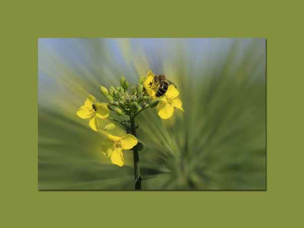 die rapsblüte beginnt