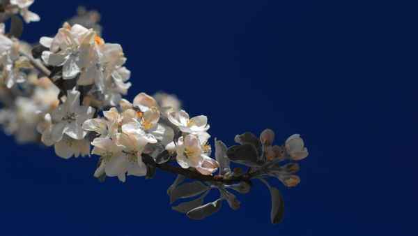 Apfelblüte