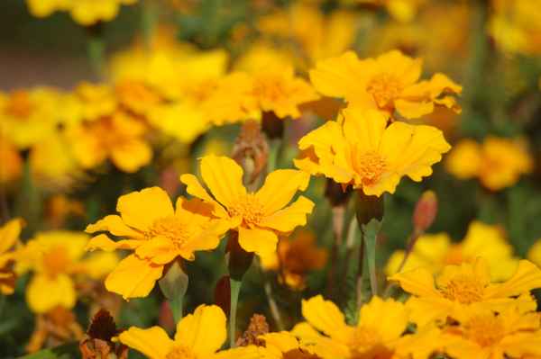Herbstblumen