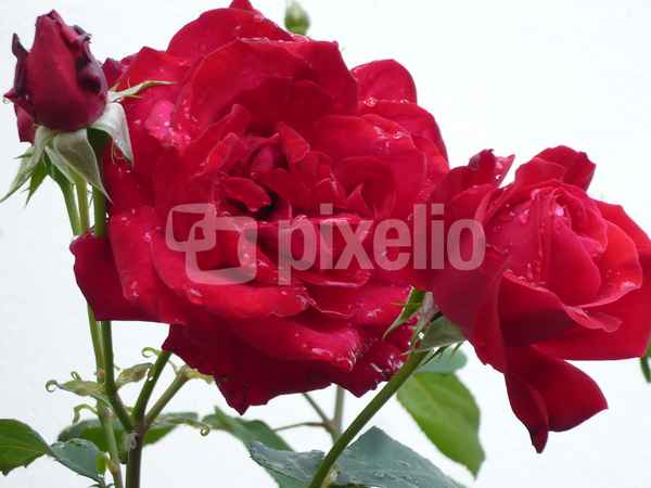 Rosen