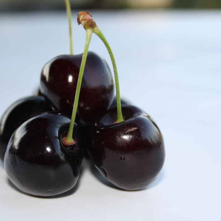 schwarzes Süsskirschen #4