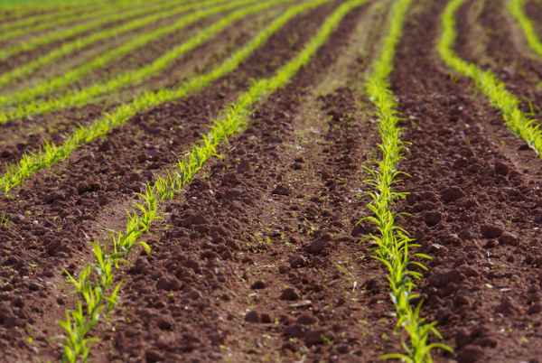 Nachwuchs auf dem Feld