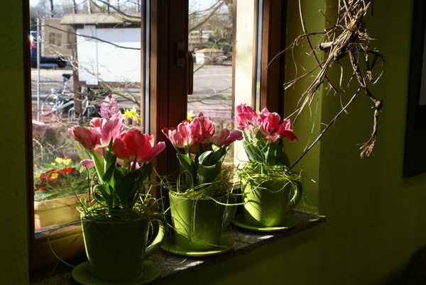  Frühlingsgruß am Fenster