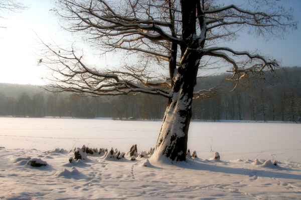 Baum im Park von Greiz
