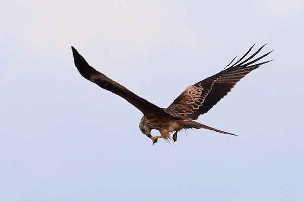 futter im flug