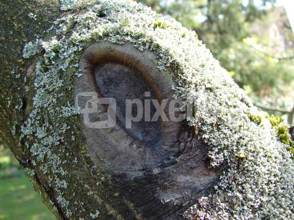 Holzauge