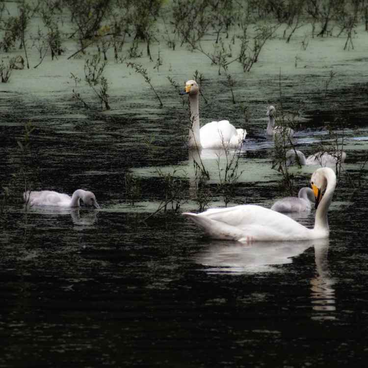 Schwanenfamilie