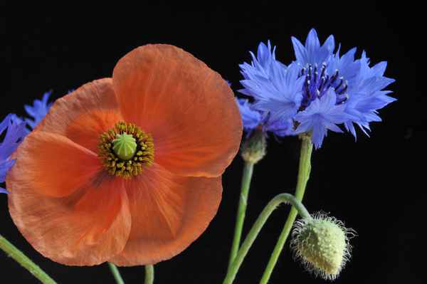 Klatschmohn (Papaver rhoeas)