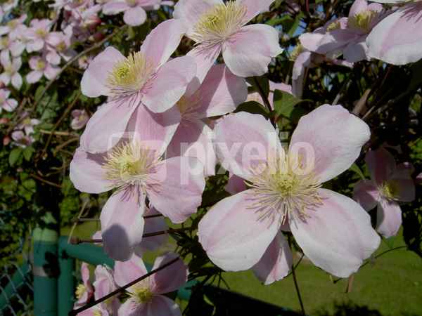 Clematis 2
