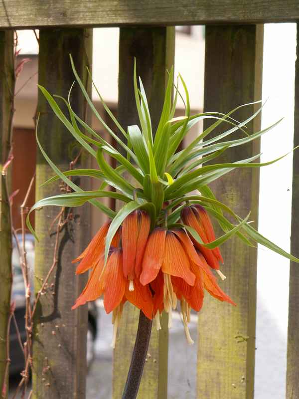 Kaiserkrone als Mauerblümchen