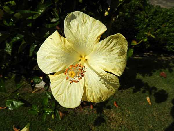 Gelbe Hibiskusblüte