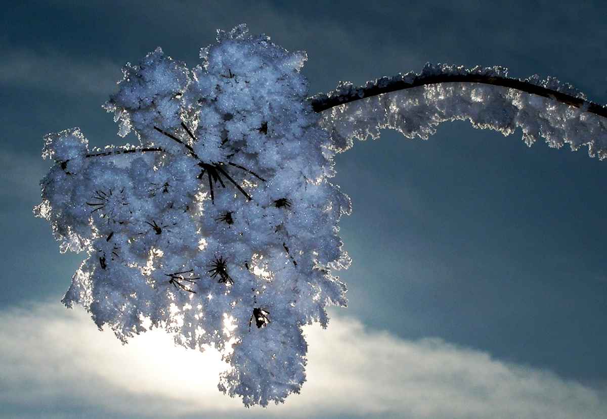 Winterblüte