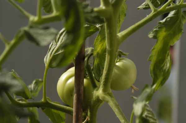 grüne tomaten