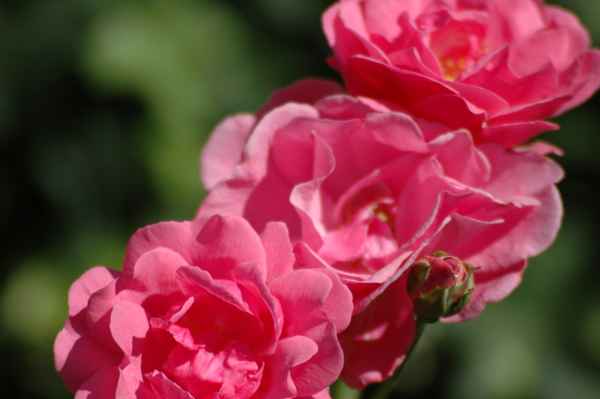 rosa Rosen