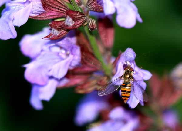 Schebfliege an Salbeiblüte (Makro)