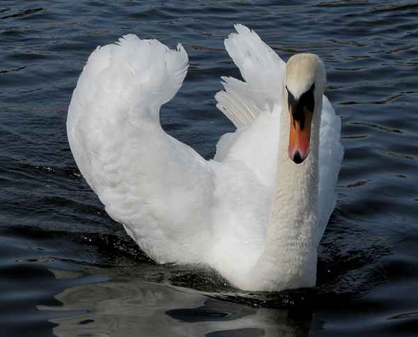 Balzender Höckerschwan