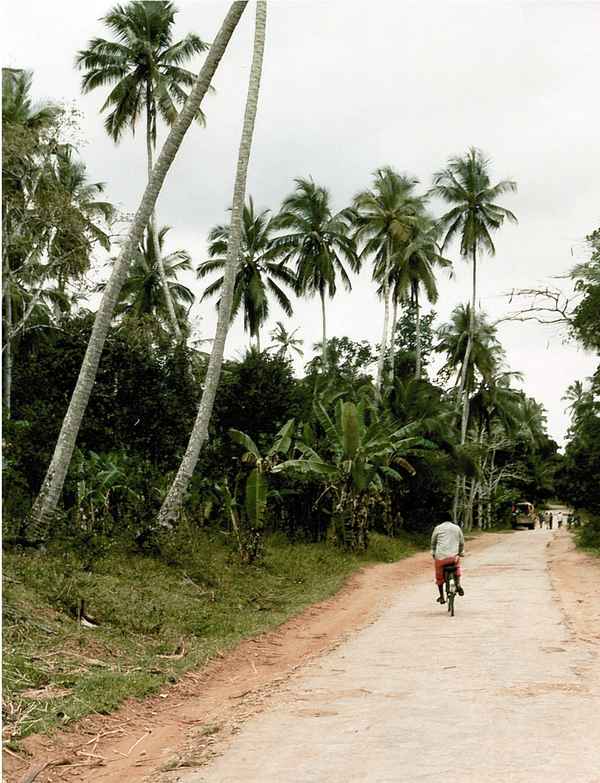 Unter Kokospalmen auf Zanzibar