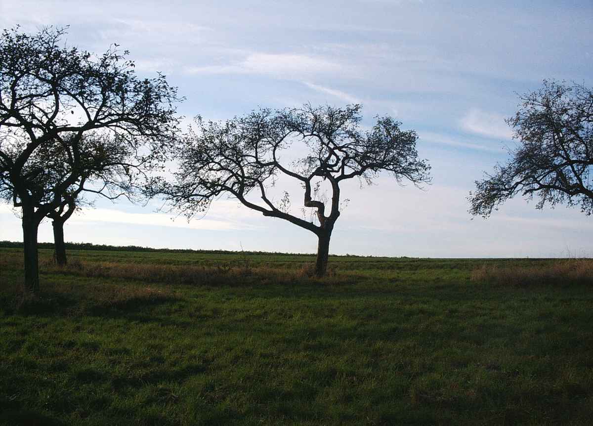 Apfelbaum