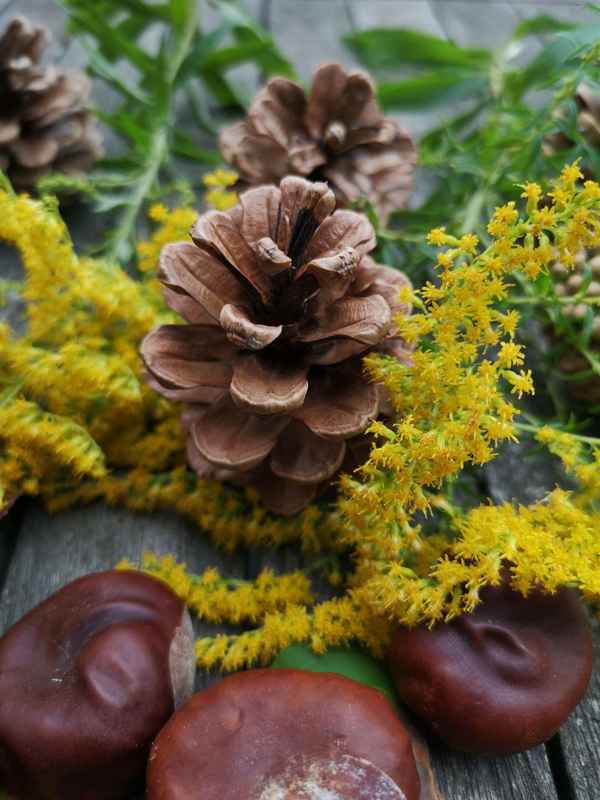 Herbst
