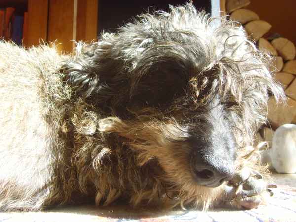 Nickerchen in der Sonne...