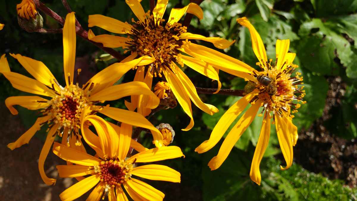 Sonnenblumen mit Biene