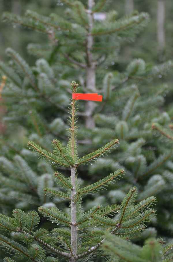 mein weinachtsbaum